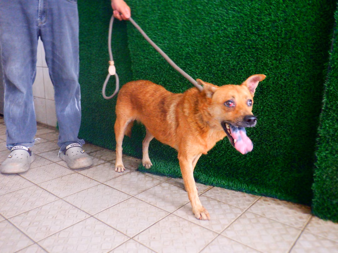 The dog, from the shelter's listing