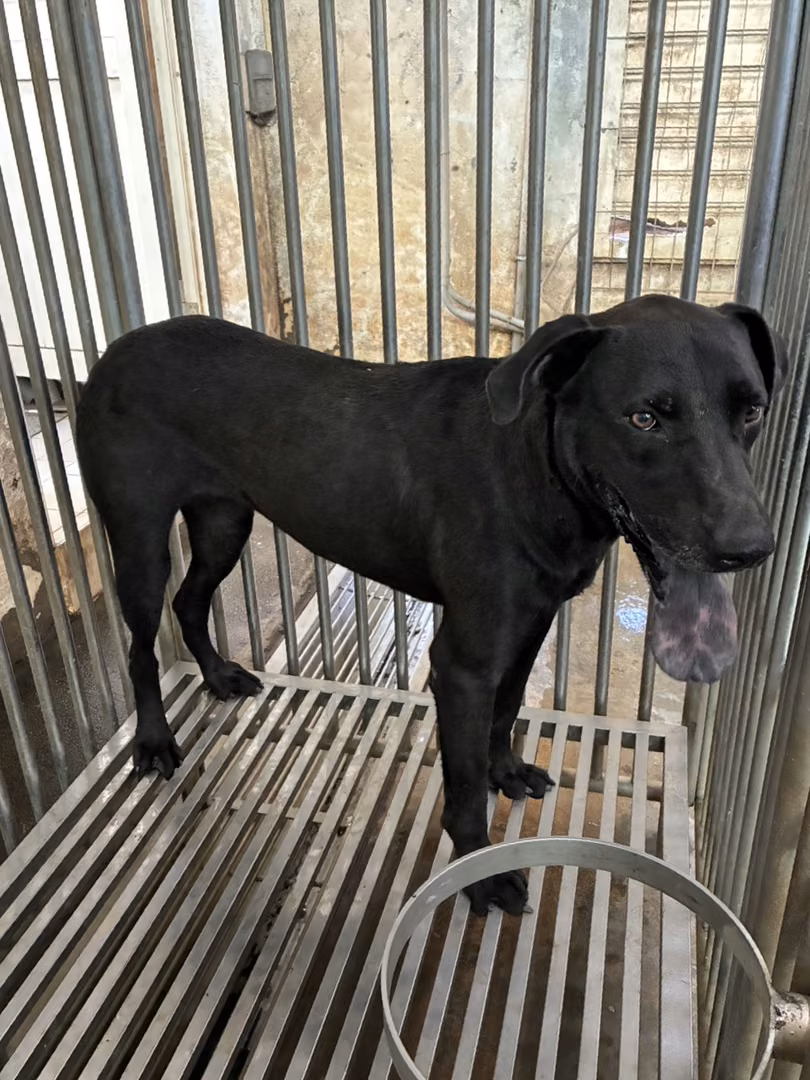 The dog, from the shelter's listing