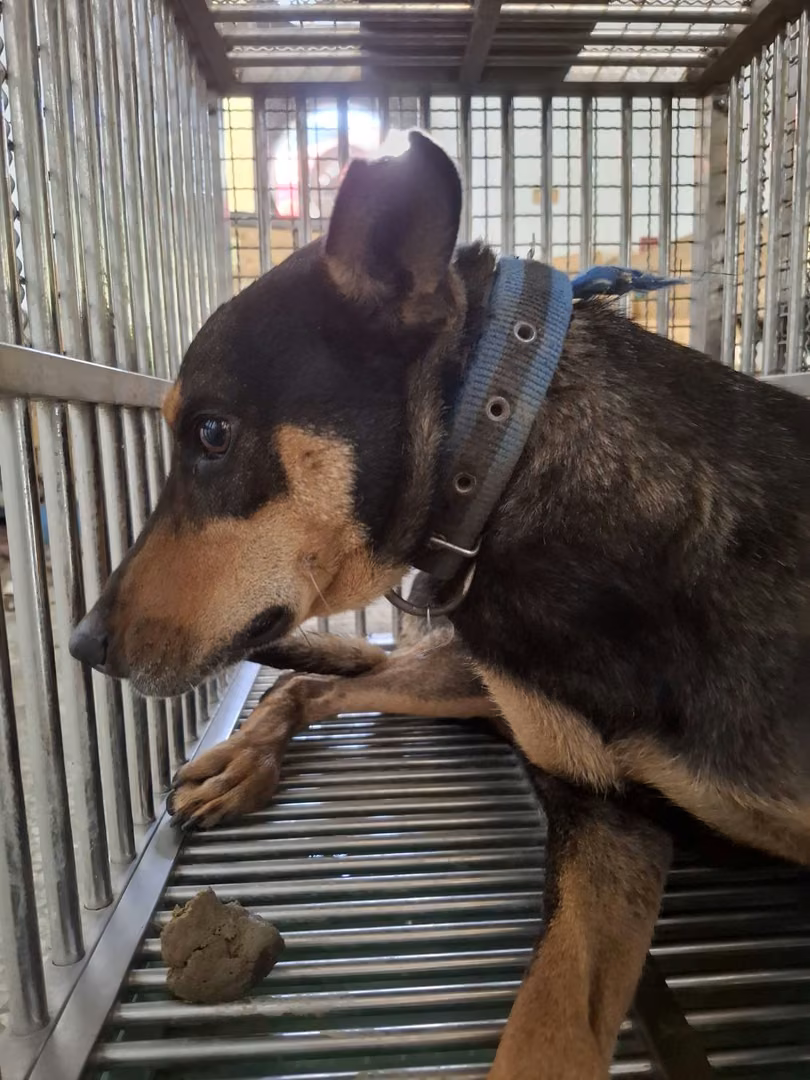 The dog, from the shelter's listing