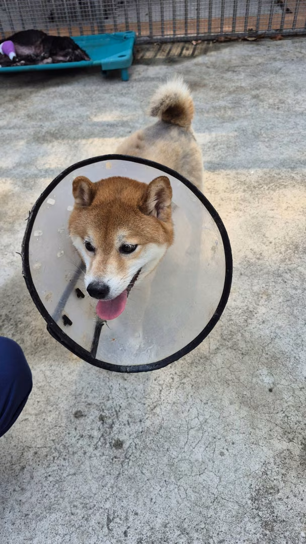 The dog, from the shelter's listing