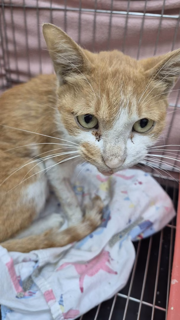 The cat, from the shelter's listing