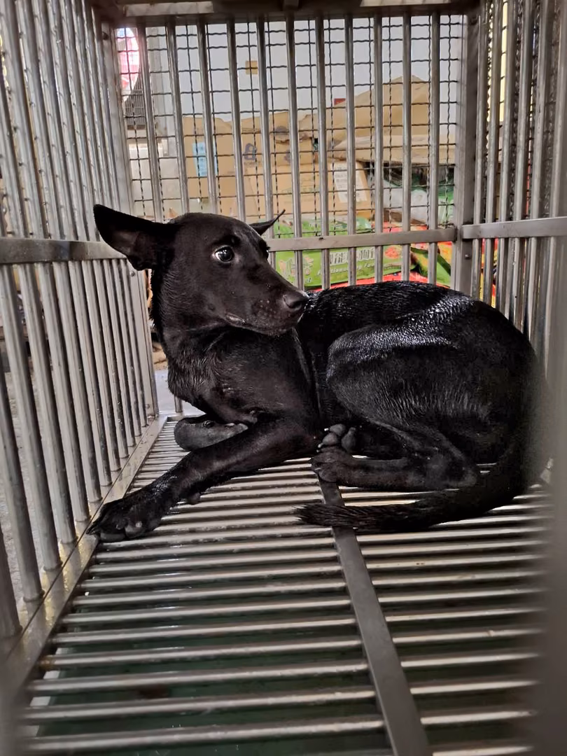 The dog, from the shelter's listing