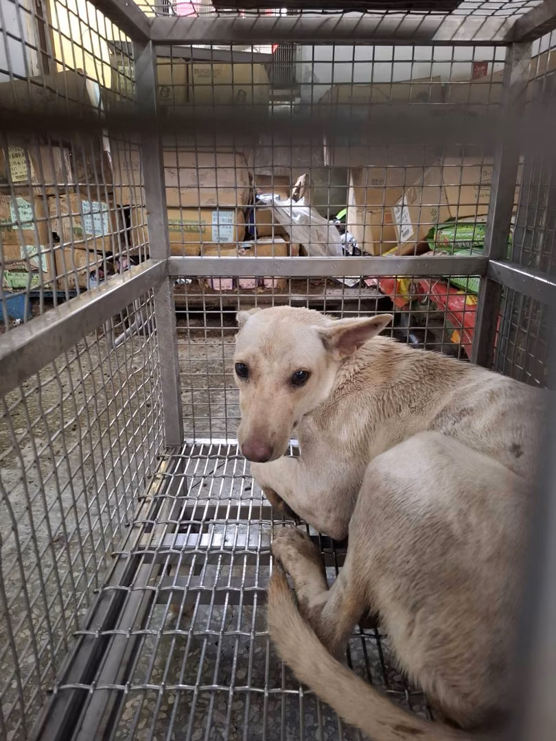 The dog, from the shelter's listing