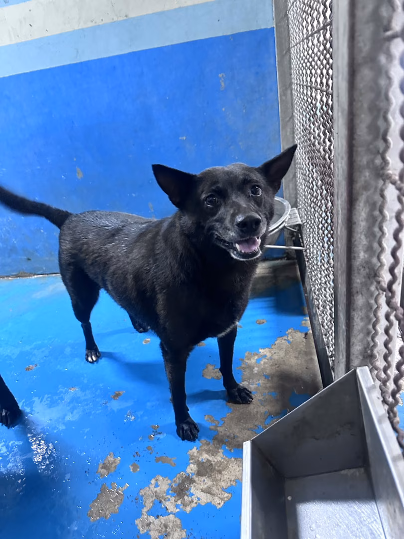 The dog, from the shelter's listing