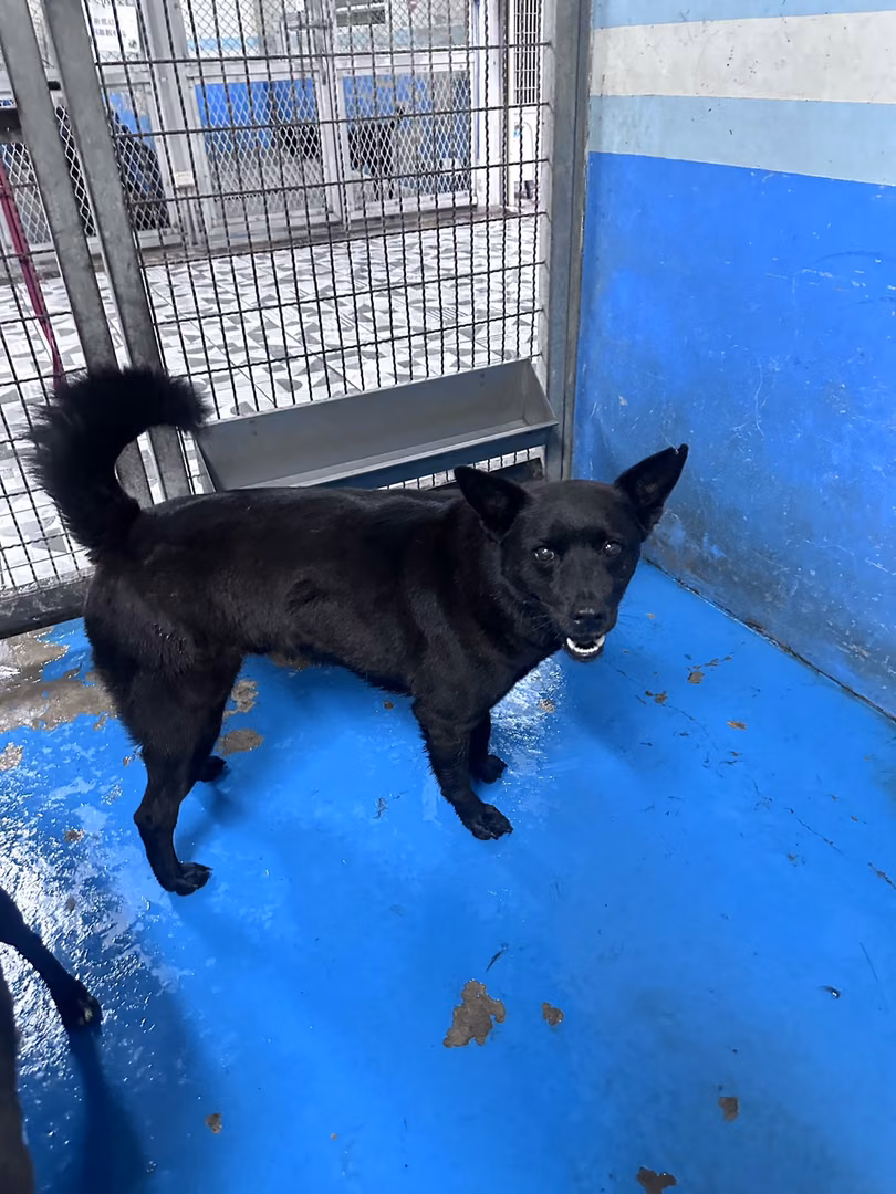 The dog, from the shelter's listing