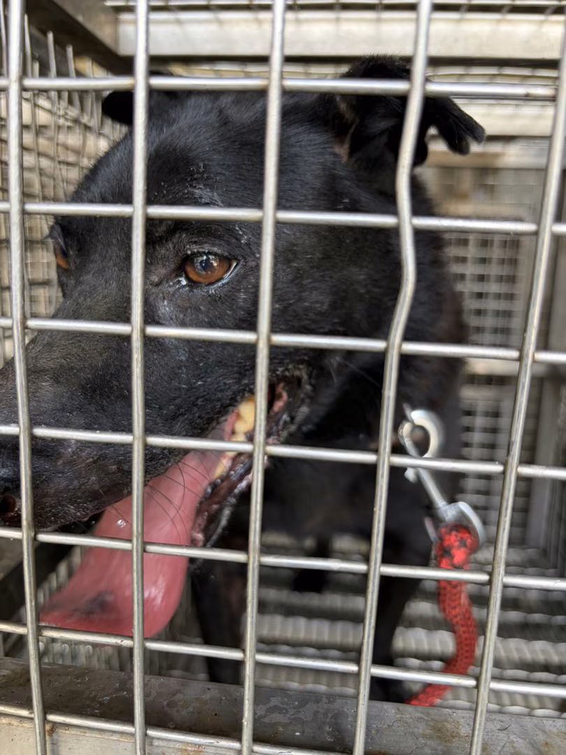 The dog, from the shelter's listing