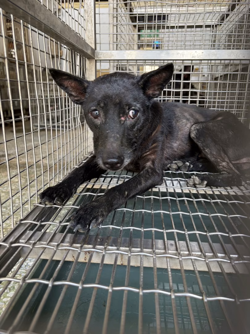 The dog, from the shelter's listing