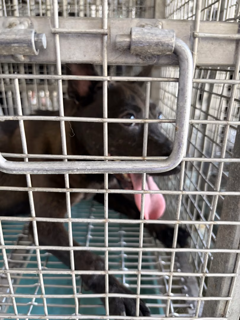 The dog, from the shelter's listing