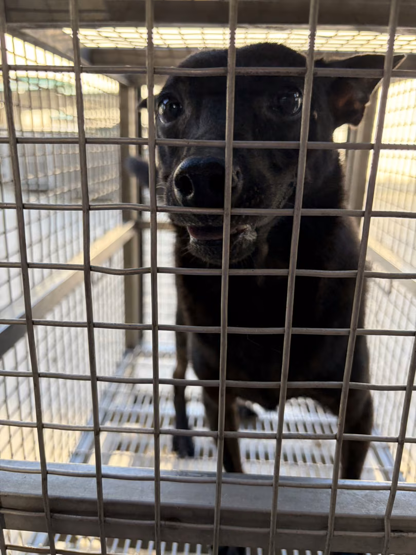 The dog, from the shelter's listing