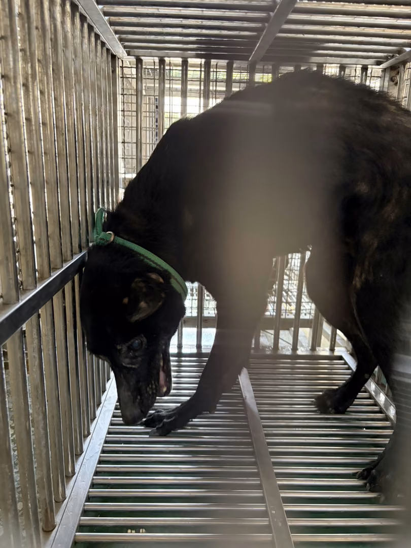 The dog, from the shelter's listing