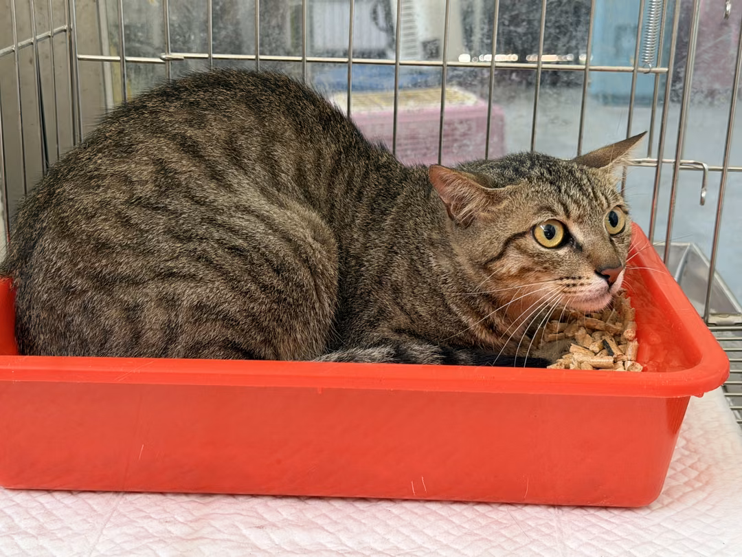 The cat, from the shelter's listing