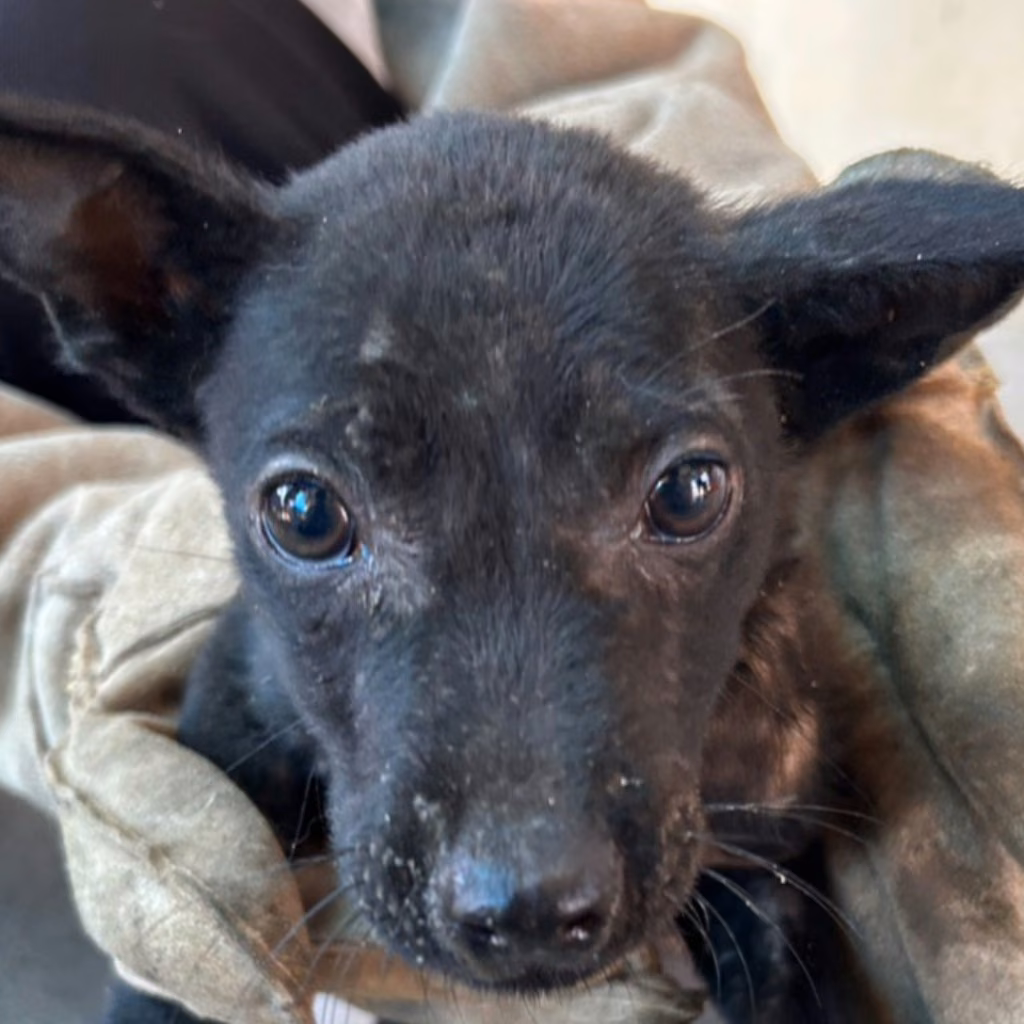 The dog, from the shelter's listing