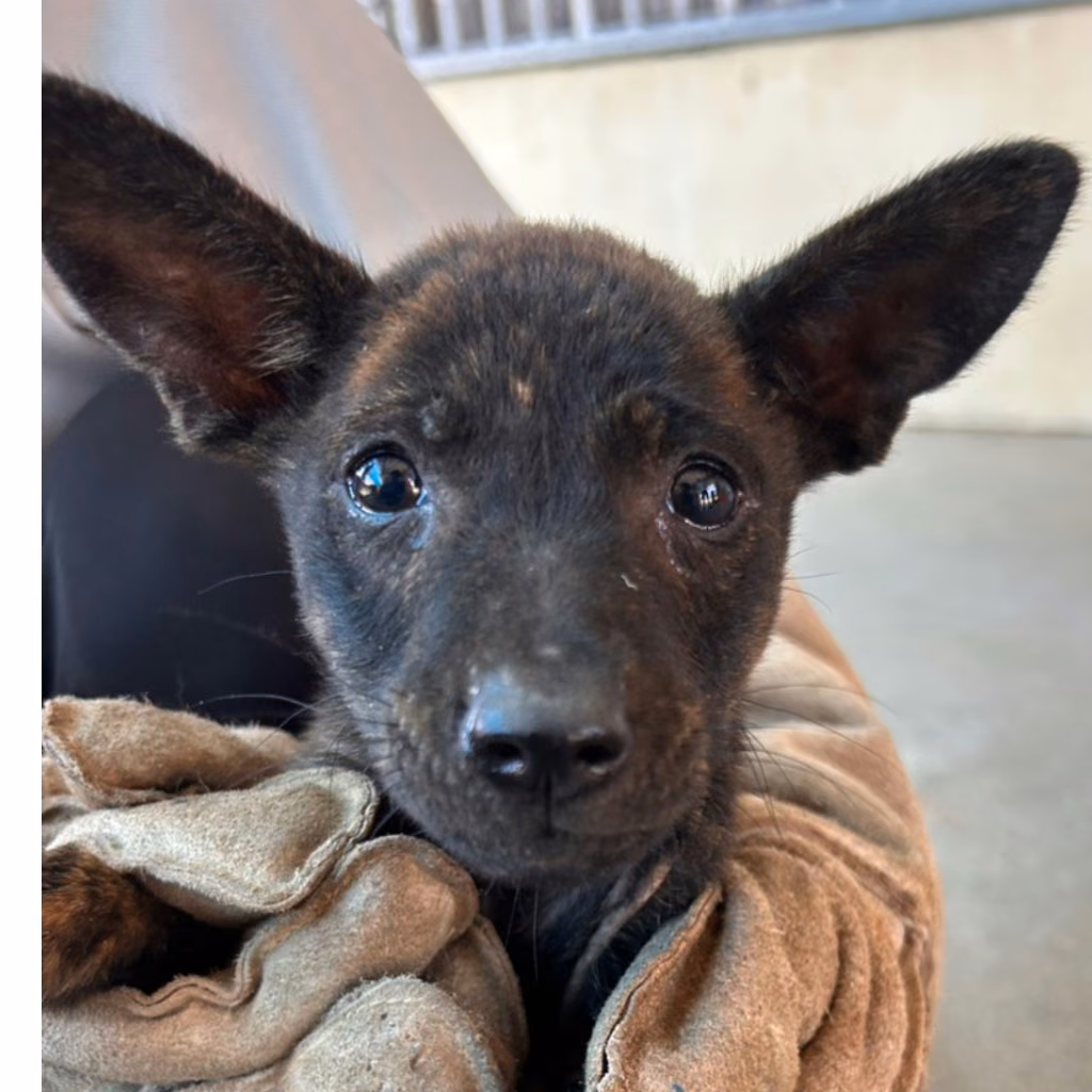The dog, from the shelter's listing