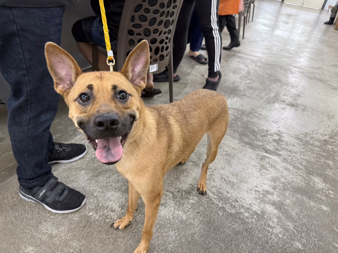 The dog, from the shelter's listing
