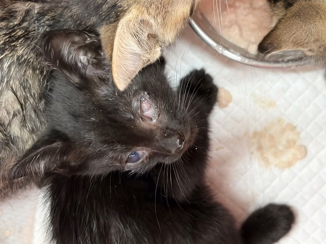 The cat, from the shelter's listing