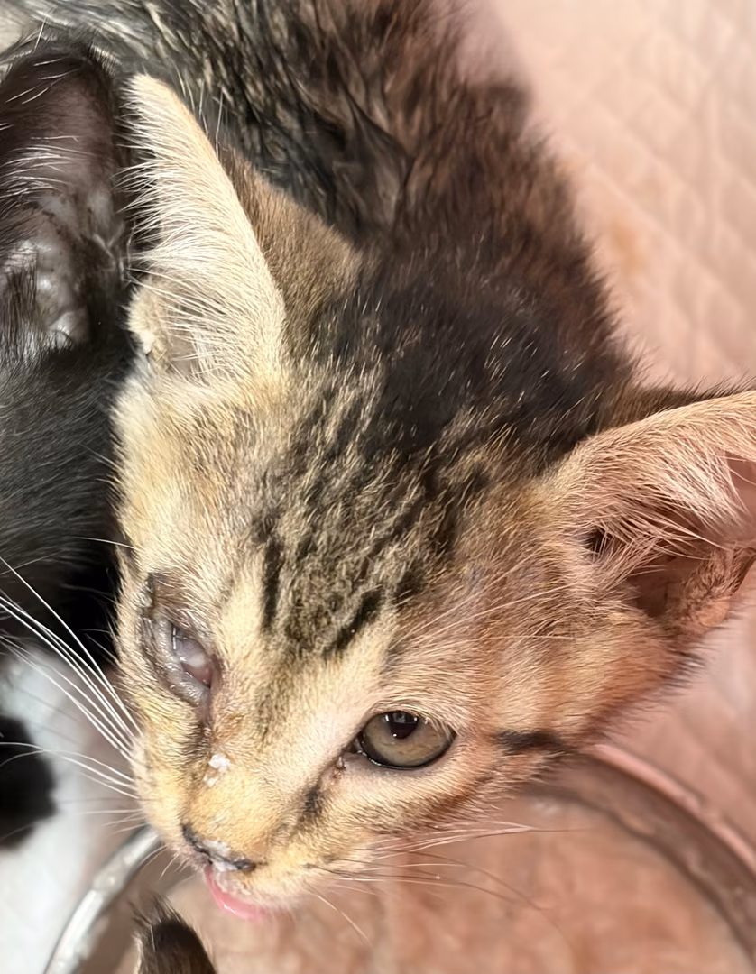 The cat, from the shelter's listing