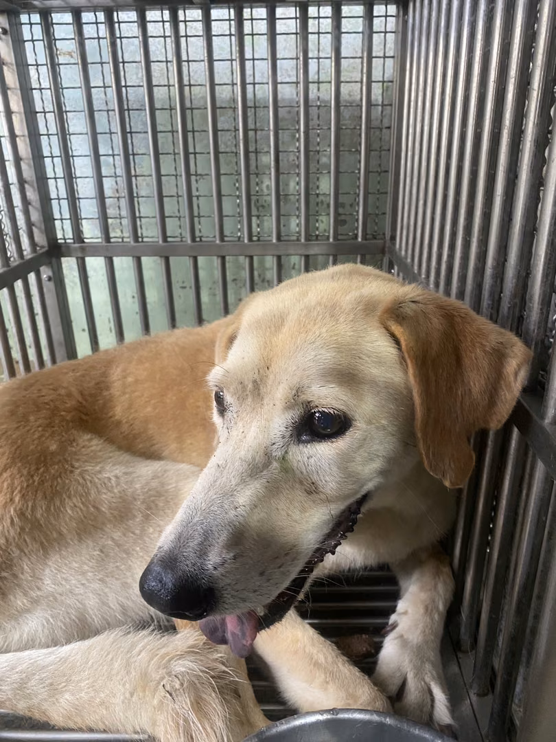 The dog, from the shelter's listing