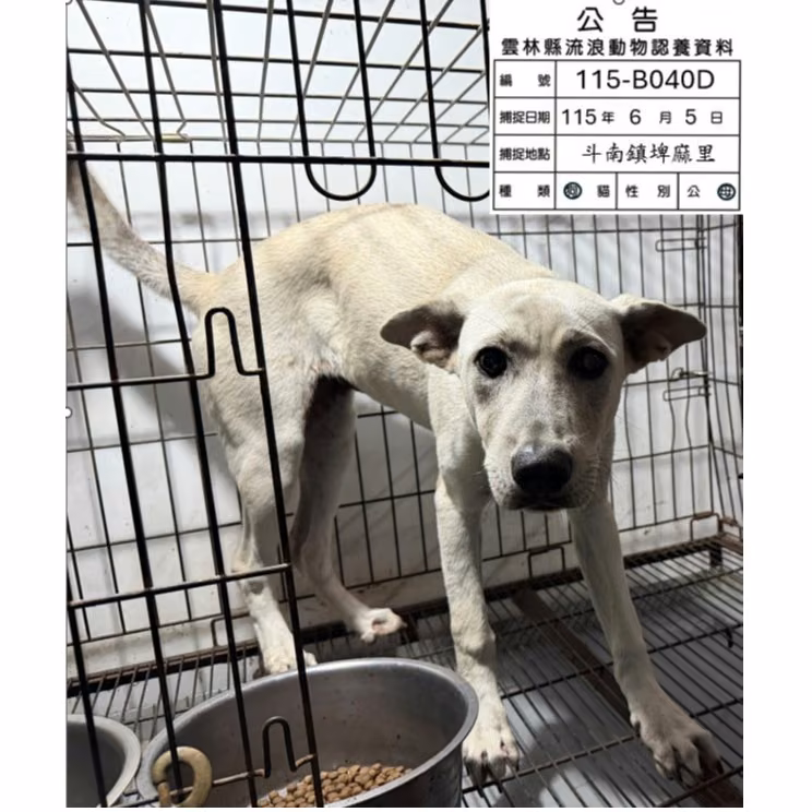 The dog, from the shelter's listing