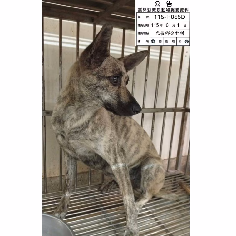 The dog, from the shelter's listing