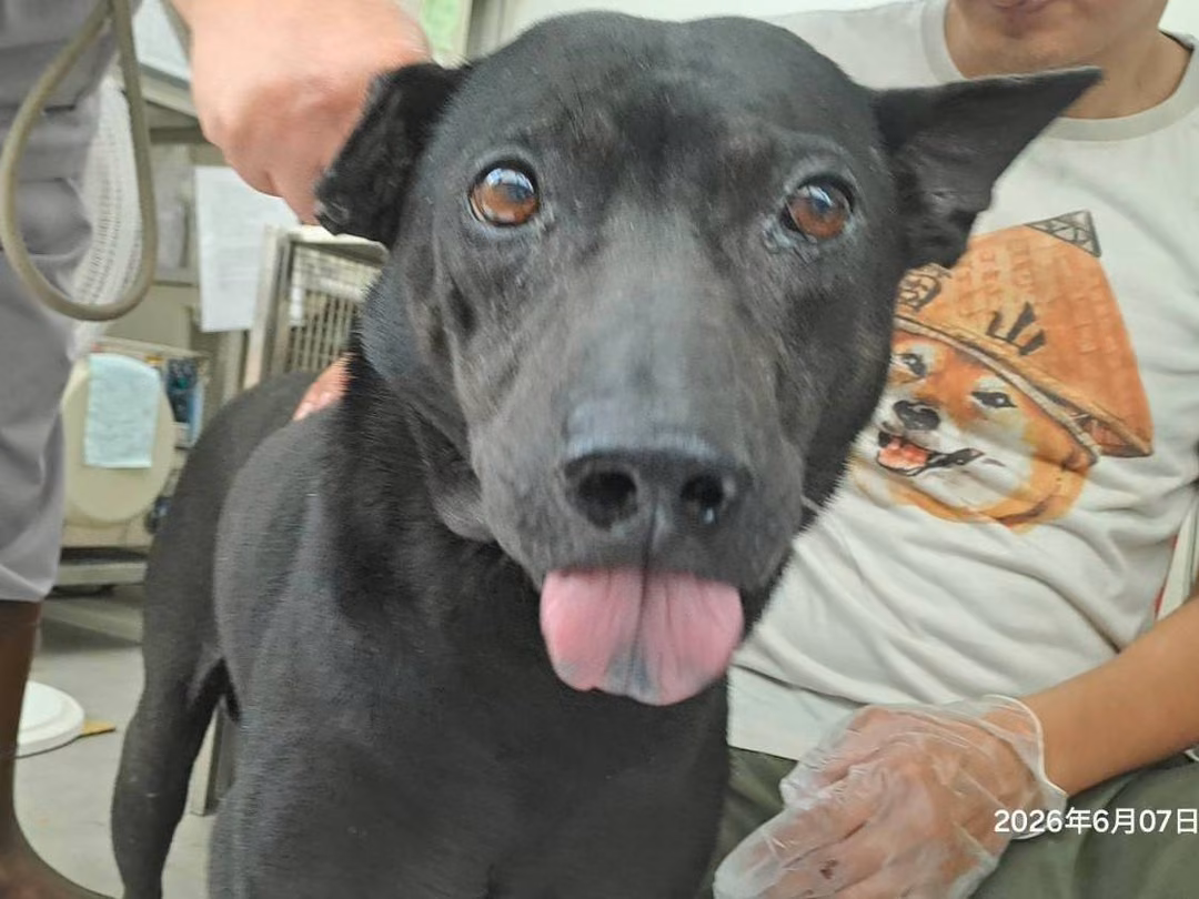 The dog, from the shelter's listing