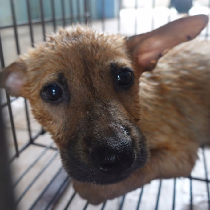 The dog, from the shelter's listing