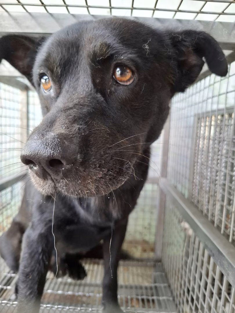 The dog, from the shelter's listing