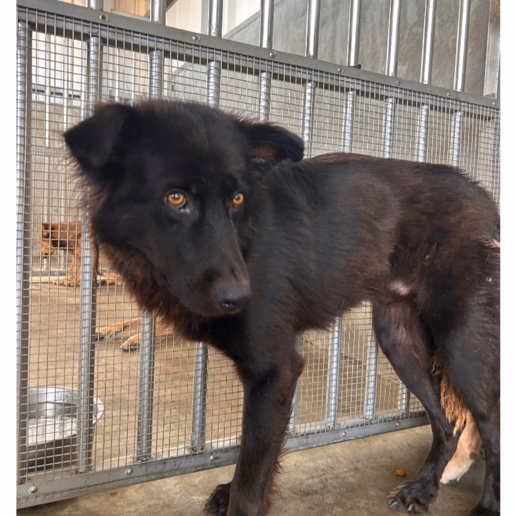 The dog, from the shelter's listing