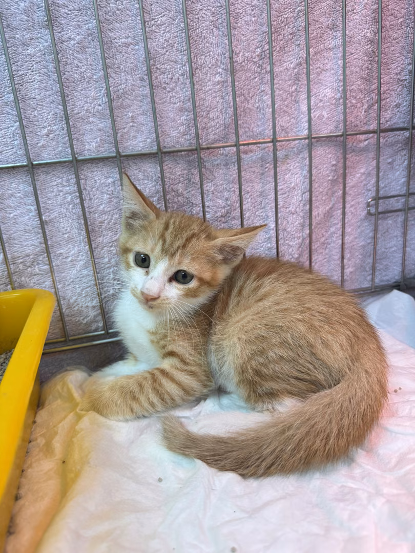 The cat, from the shelter's listing