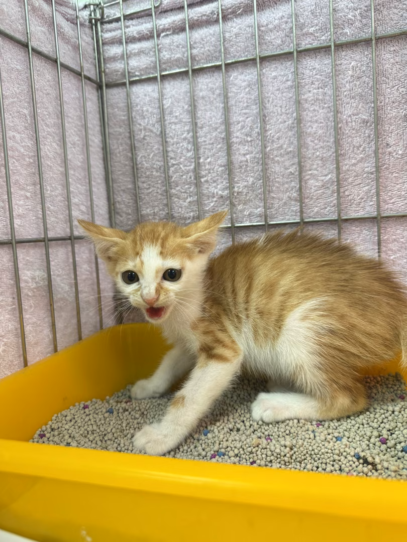 The cat, from the shelter's listing