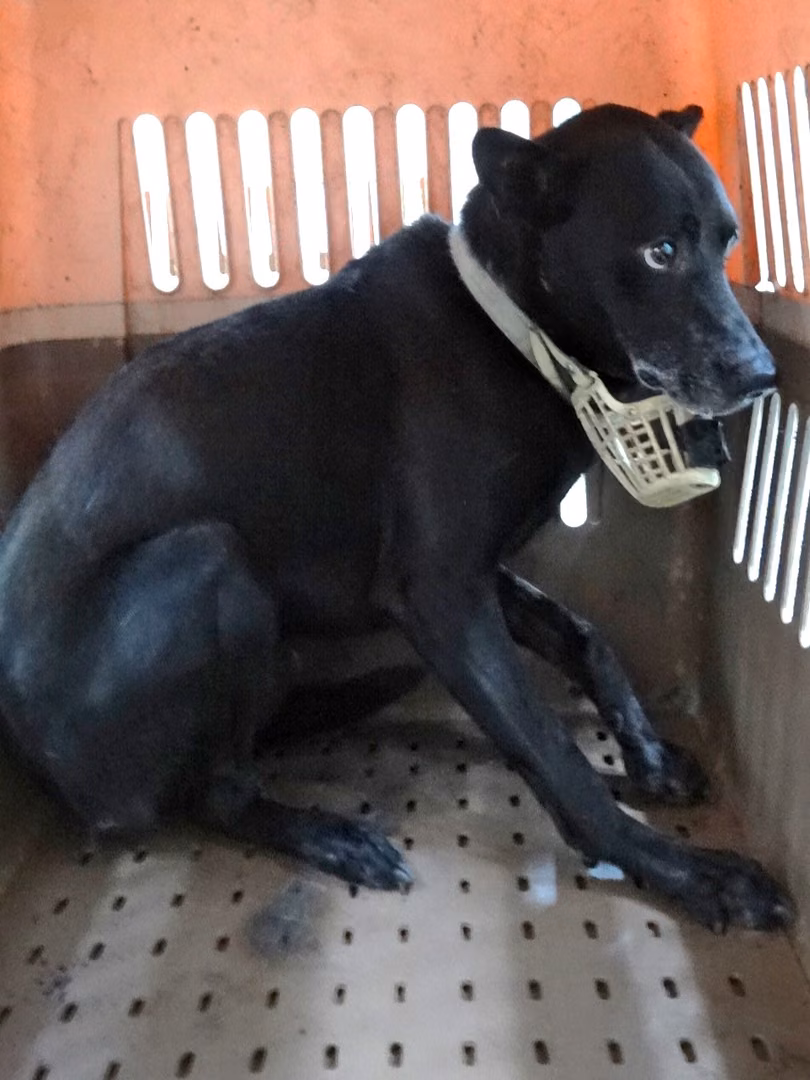 The dog, from the shelter's listing