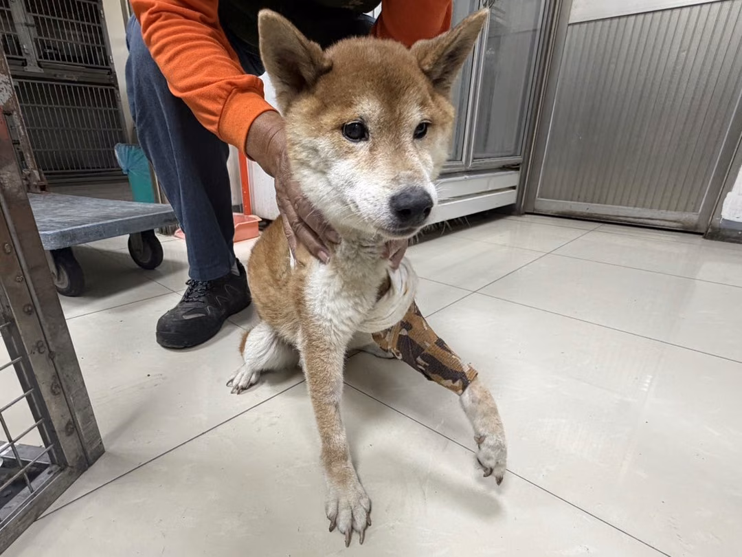 The dog, from the shelter's listing