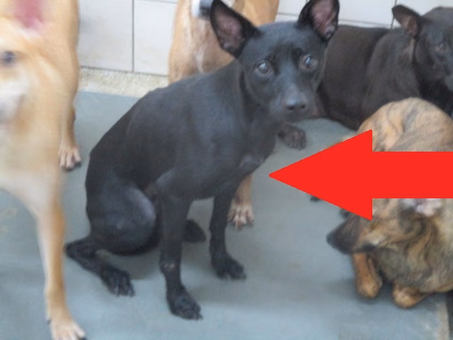The dog, from the shelter's listing