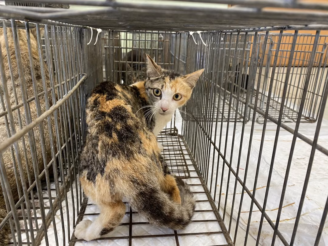 The cat, from the shelter's listing