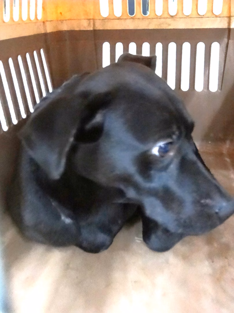 The dog, from the shelter's listing