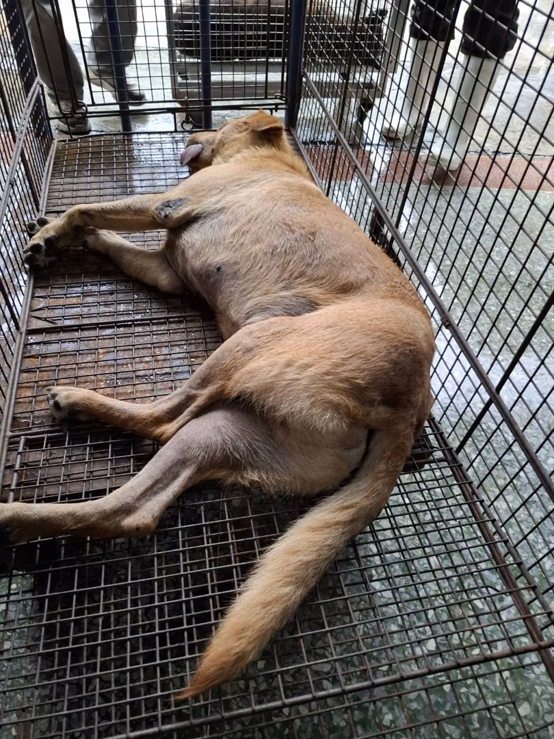 The dog, from the shelter's listing