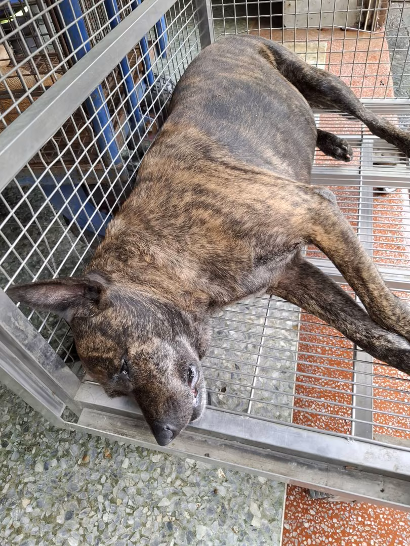 The dog, from the shelter's listing
