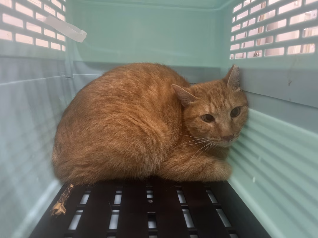 The cat, from the shelter's listing
