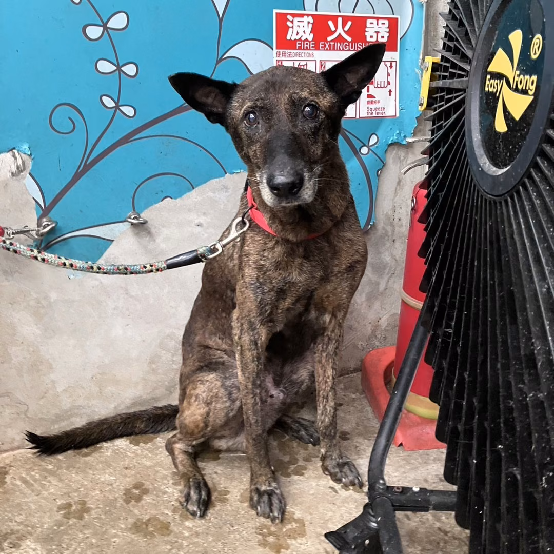 The dog, from the shelter's listing