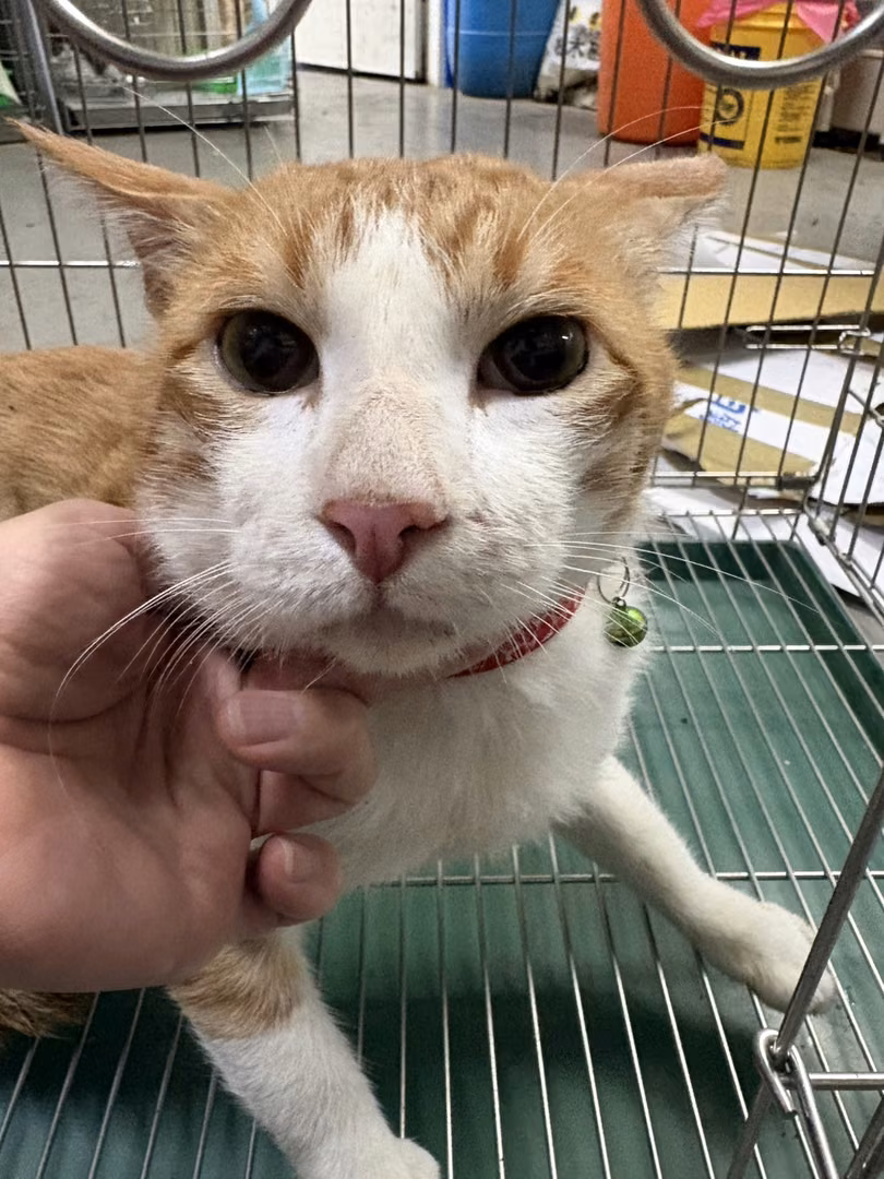 The cat, from the shelter's listing