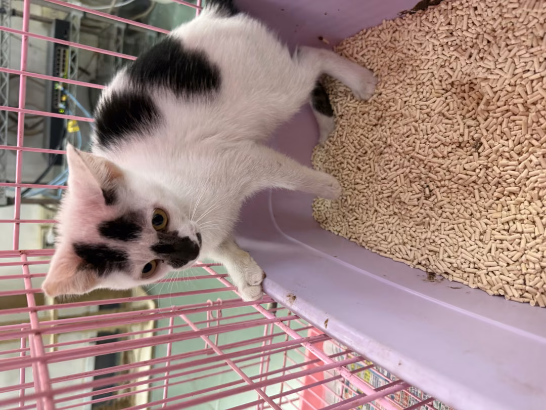 The cat, from the shelter's listing