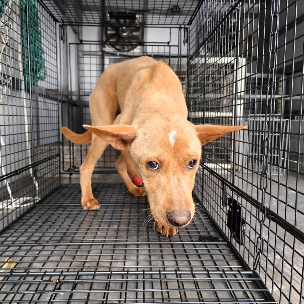The dog, from the shelter's listing
