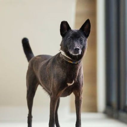 The dog, from the shelter's listing