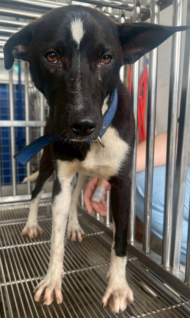 The dog, from the shelter's listing