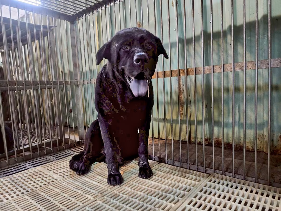 The dog, from the shelter's listing
