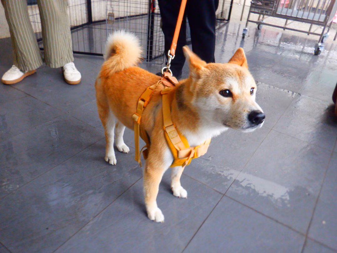 The dog, from the shelter's listing