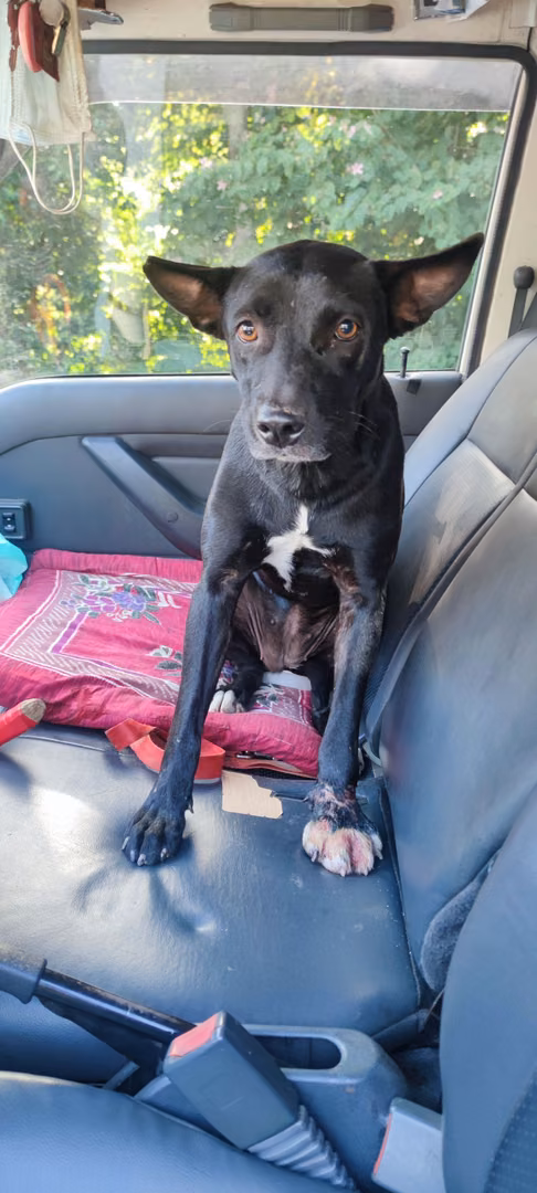 The dog, from the shelter's listing