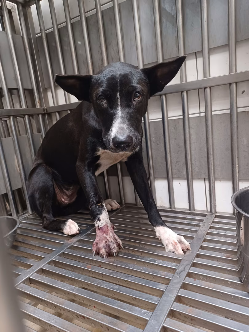 The dog, from the shelter's listing