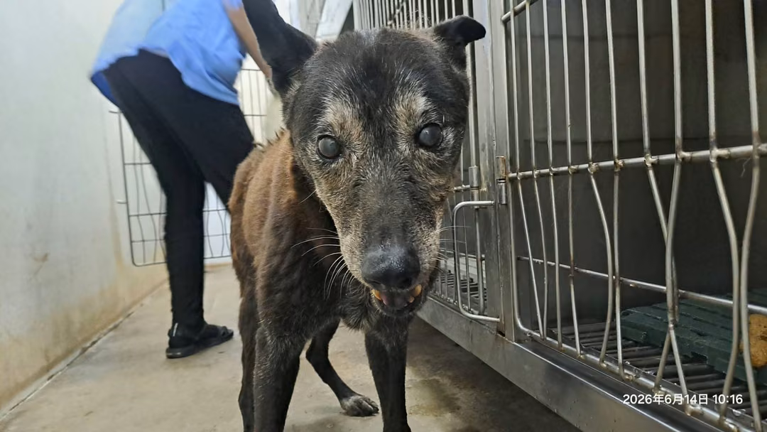 The dog, from the shelter's listing