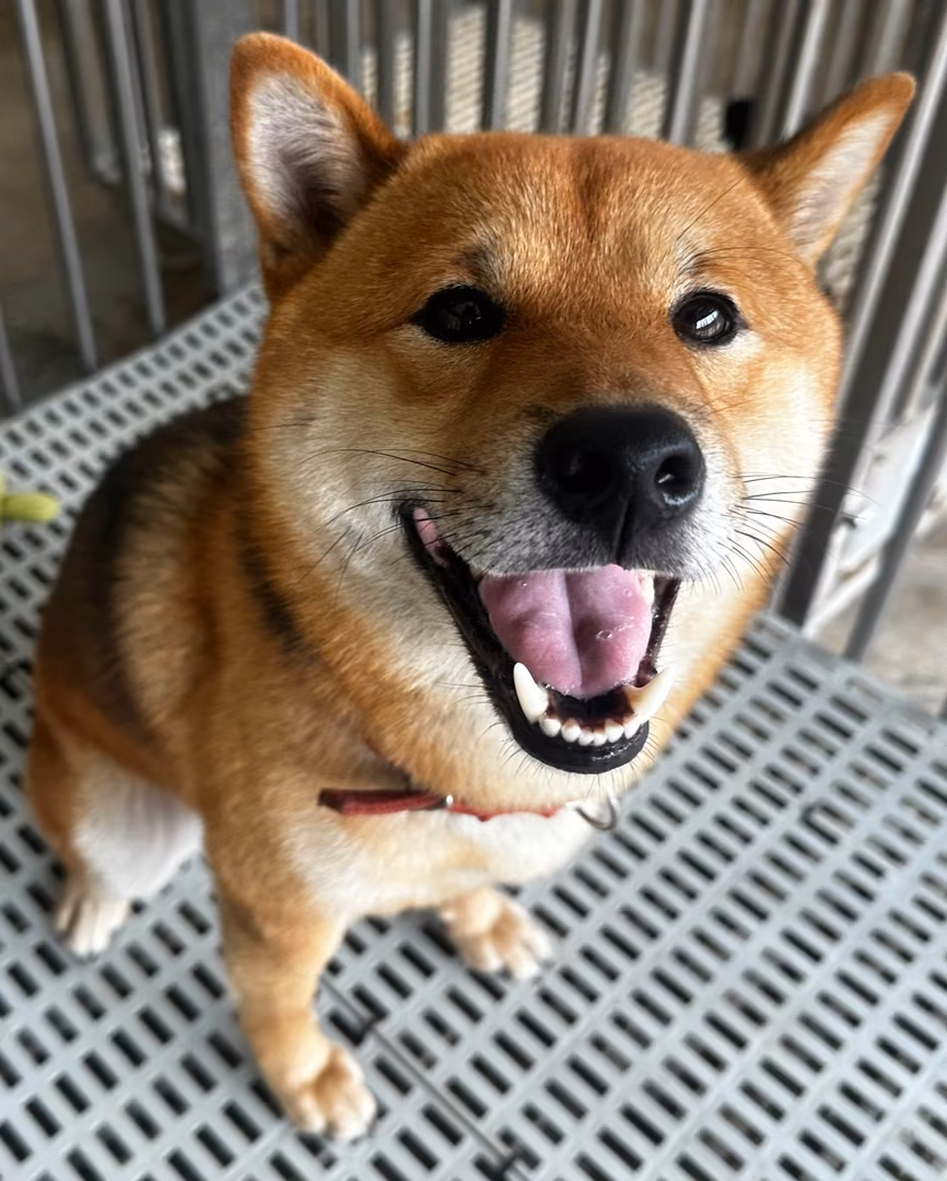 The dog, from the shelter's listing