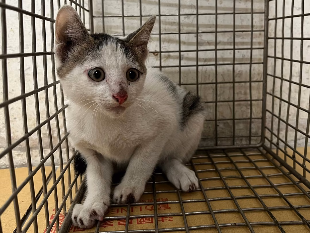 The cat, from the shelter's listing